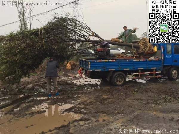 櫸樹(shù) 櫸樹(shù)