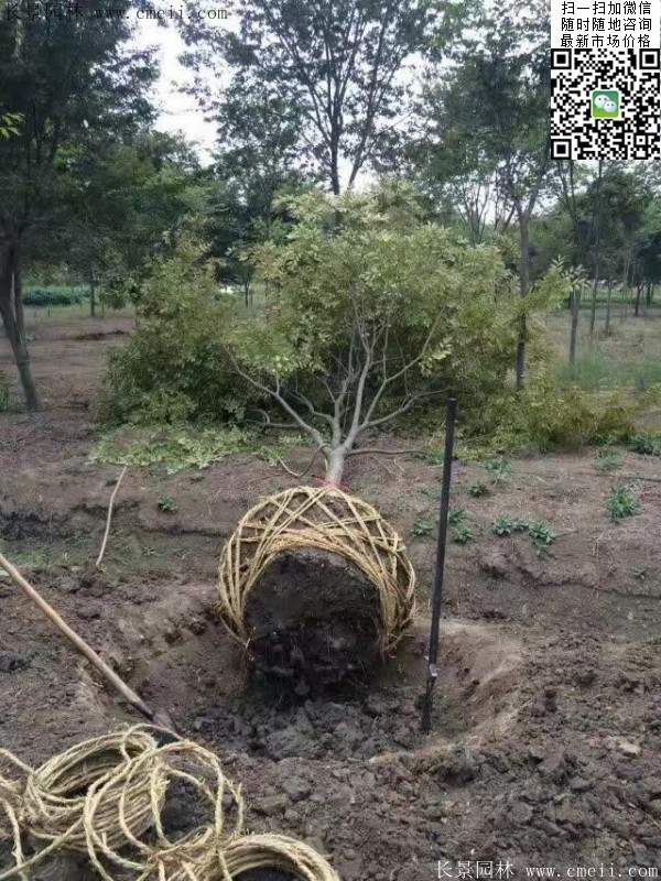 櫸樹(shù) 櫸樹(shù)