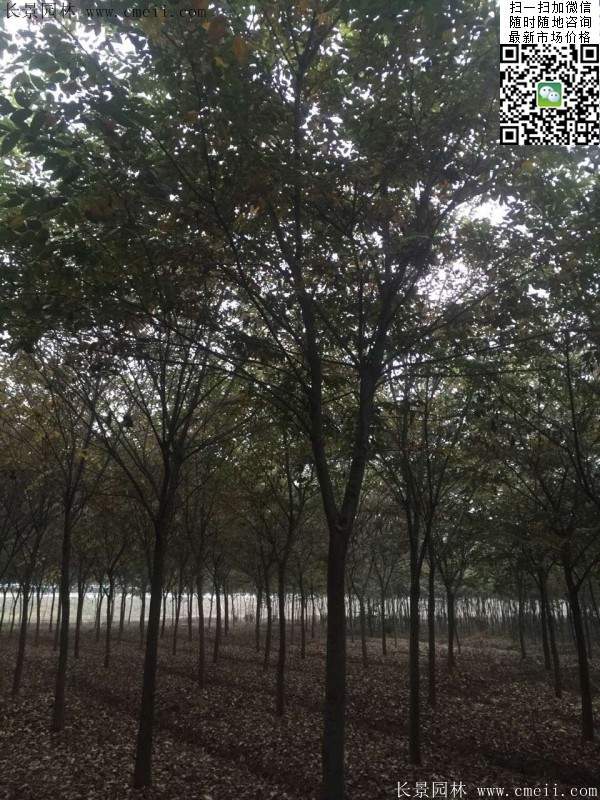 櫸樹(shù) 櫸樹(shù)