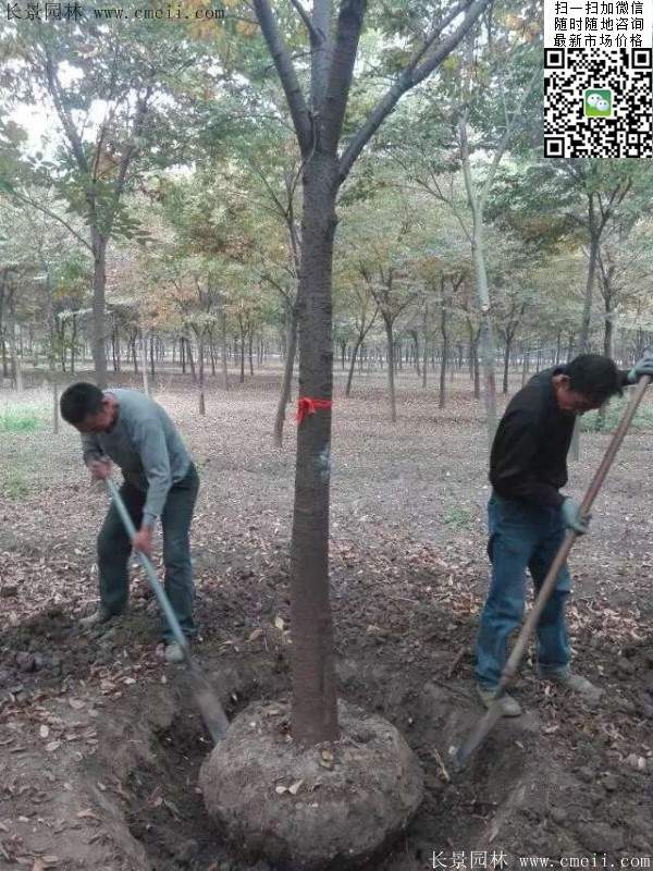 櫸樹(shù) 櫸樹(shù)