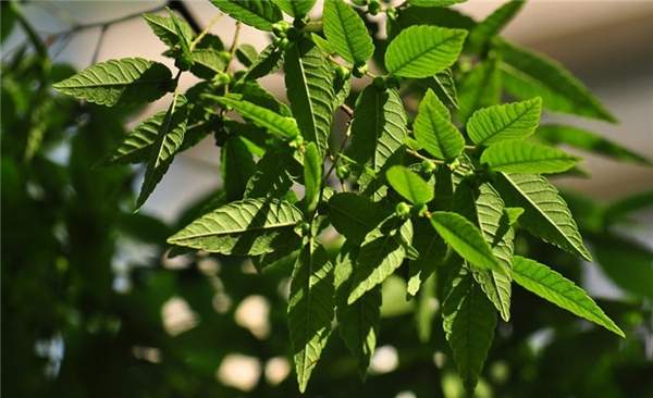 櫸樹(shù) 櫸樹(shù)