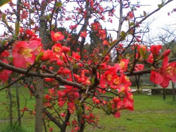 想要貼梗海棠花開得好，修剪養(yǎng)護很重要