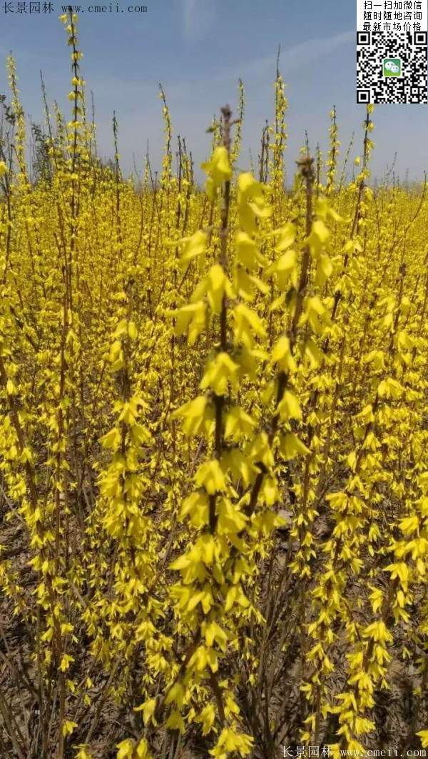 連翹--長景園林 連翹--長景園林