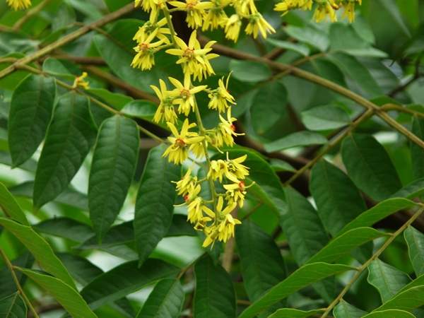 欒樹(shù)規(guī)格 欒樹(shù)規(guī)格