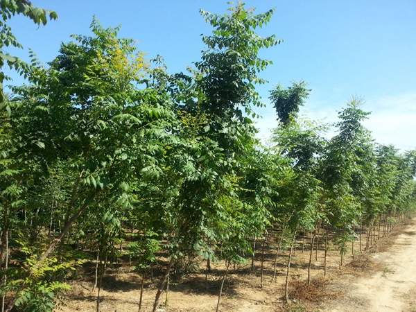 欒樹(shù)規(guī)格 欒樹(shù)規(guī)格