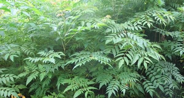 欒樹基地現(xiàn)場(chǎng) 欒樹基地現(xiàn)場(chǎng)