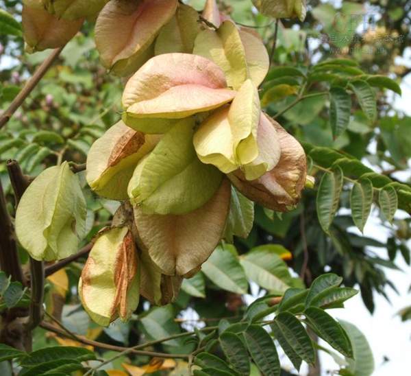 欒樹基地現(xiàn)場(chǎng) 欒樹基地現(xiàn)場(chǎng)