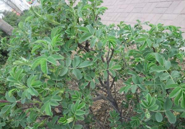 玫瑰花苗 玫瑰花苗