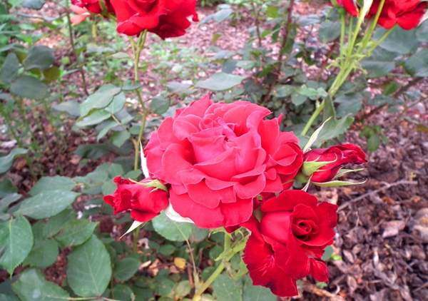 玫瑰花苗 玫瑰花苗