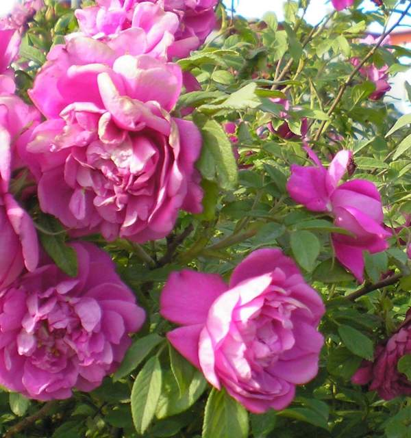 玫瑰基地 玫瑰基地