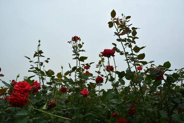 玫瑰花苗 玫瑰花苗