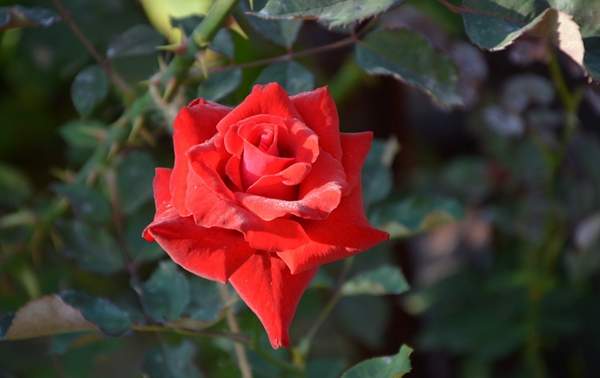 精品玫瑰 精品玫瑰