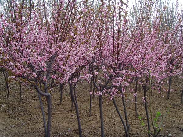 大規格的美人梅 大規格的美人梅
