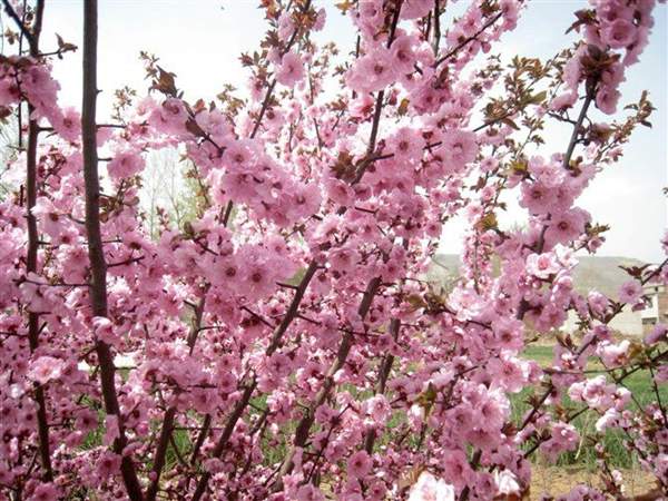 沭陽美人梅 沭陽美人梅