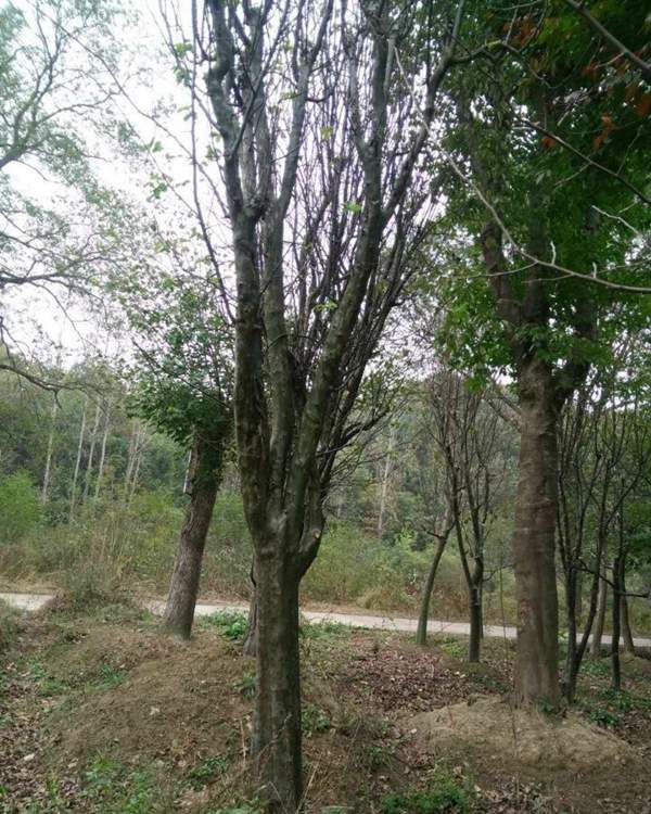 木瓜樹(shù) 價(jià)格 木瓜樹(shù) 價(jià)格