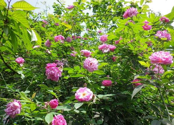 沭陽薔薇苗 沭陽薔薇苗