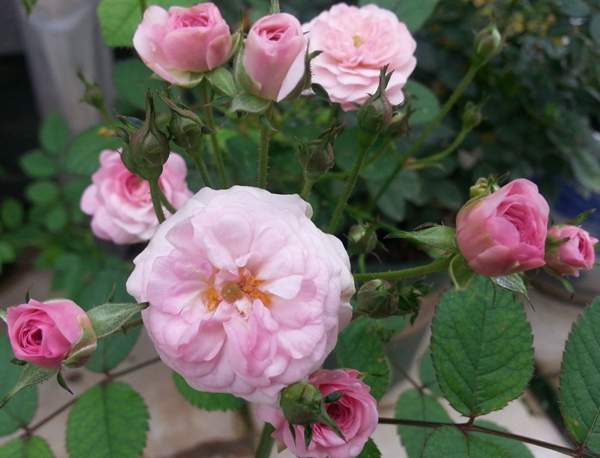 多頭薔薇 多頭薔薇