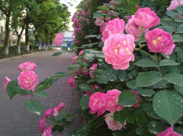 沭陽(yáng)薔薇花 沭陽(yáng)薔薇花