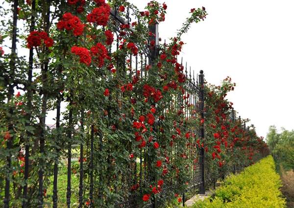 沭陽(yáng)薔薇花 沭陽(yáng)薔薇花