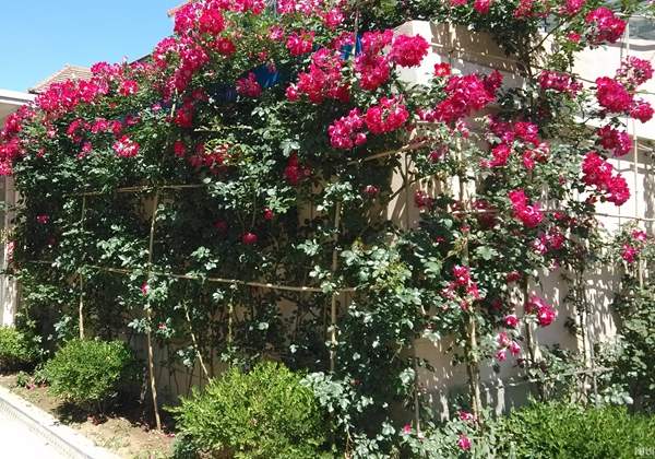 沭陽(yáng)薔薇花 沭陽(yáng)薔薇花