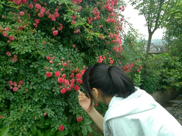 沭陽(yáng)薔薇花 沭陽(yáng)薔薇花