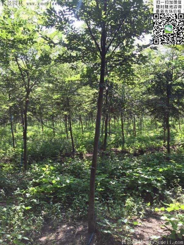 櫸樹哪里便宜？麻煩推薦一家大型，有誠信的單位！