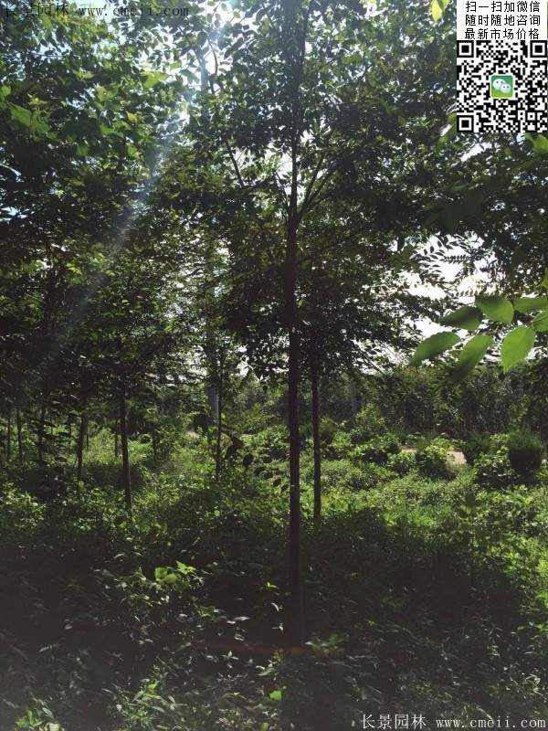 櫸樹哪里便宜？麻煩推薦一家大型，有誠信的單位！