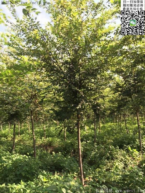 櫸樹哪里便宜？麻煩推薦一家大型，有誠信的單位！