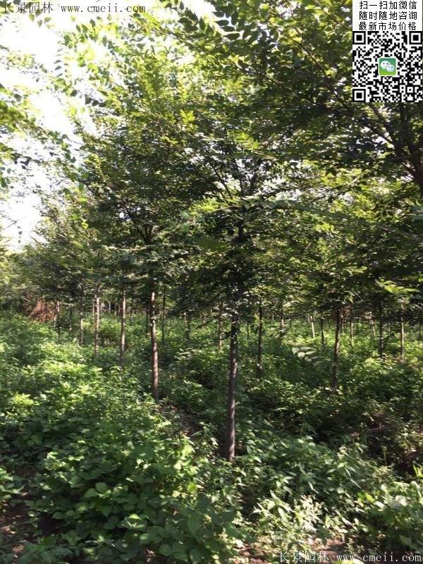 櫸樹哪里便宜？麻煩推薦一家大型，有誠信的單位！