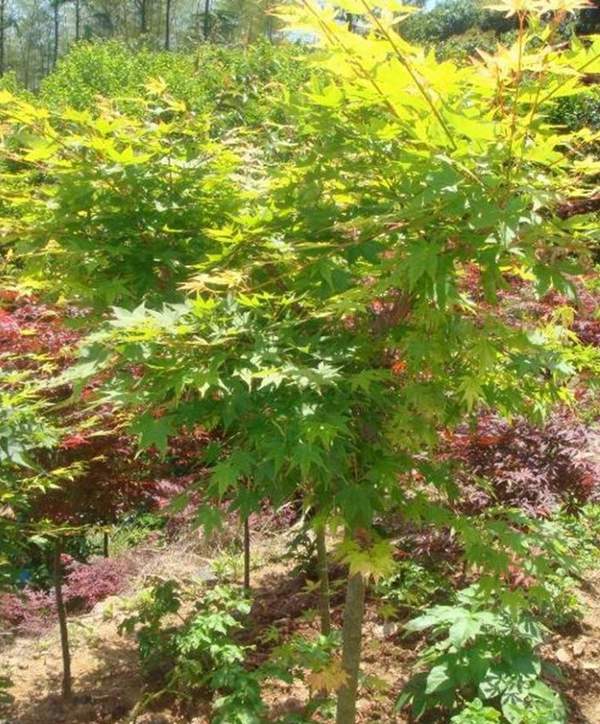 青楓基地 青楓基地