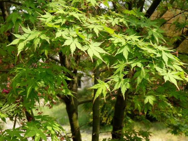 青楓樹苗 青楓樹苗