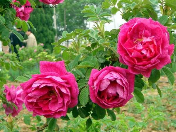 物美價廉的食用玫瑰在哪買？