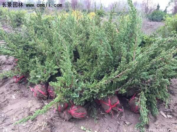 爬地柏基地照 爬地柏基地照