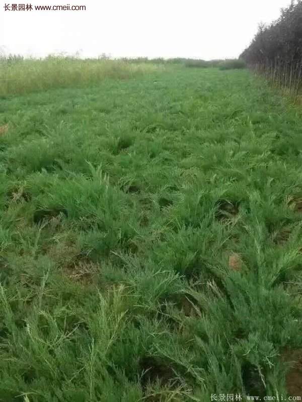 沭陽沙地柏基地 沭陽沙地柏基地