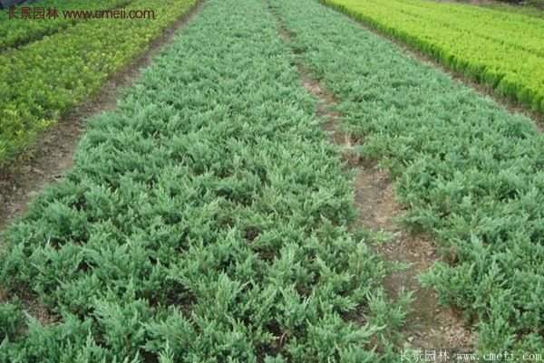 沭陽地柏 沭陽地柏