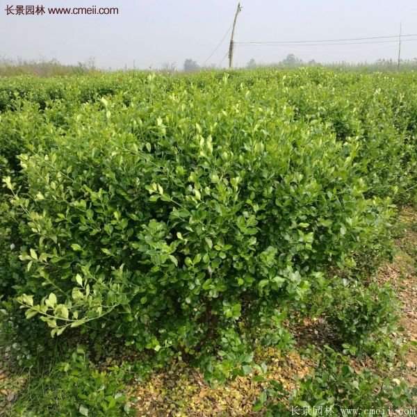 衛矛產地 衛矛產地