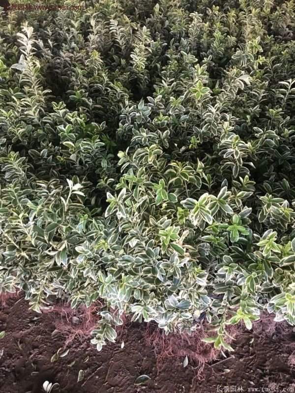 沭陽金邊黃楊 沭陽金邊黃楊