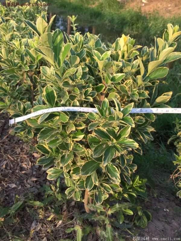 沭陽金邊黃楊規格 沭陽金邊黃楊規格