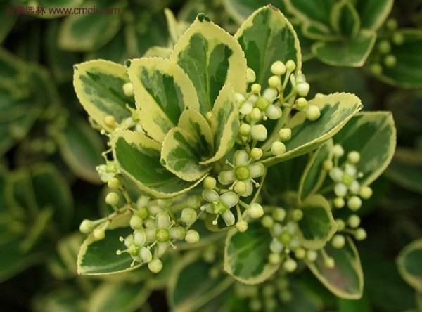 沭陽金邊黃楊 沭陽金邊黃楊