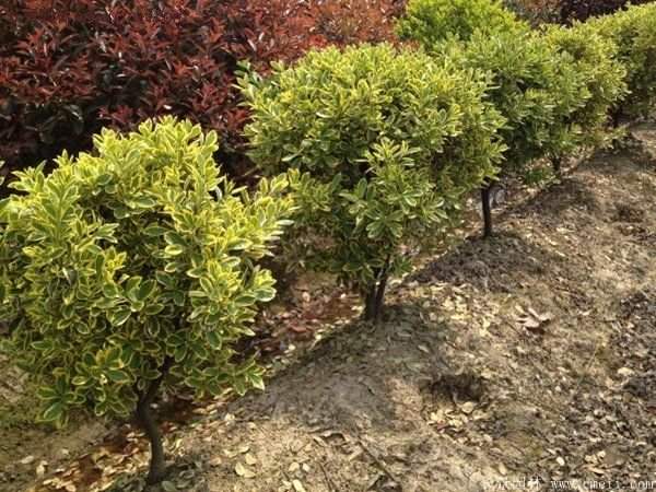 沭陽金邊黃楊 沭陽金邊黃楊