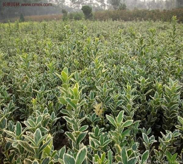 沭陽金邊黃楊 沭陽金邊黃楊