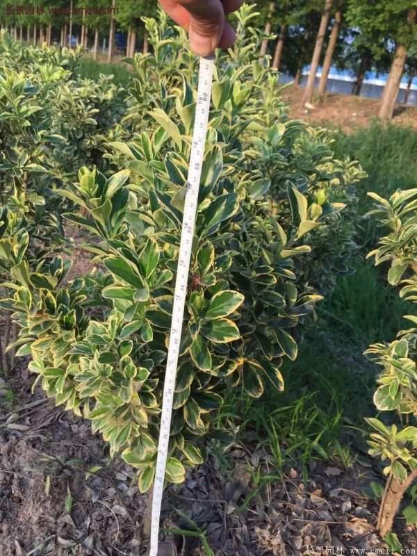 沭陽金邊黃楊的苗價 沭陽金邊黃楊的苗價