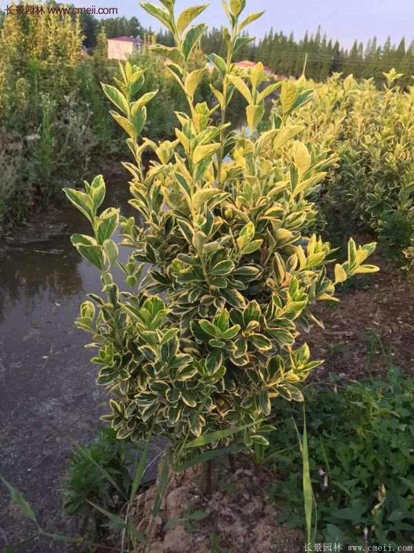 沭陽金邊黃楊價(jià)格 沭陽金邊黃楊價(jià)格