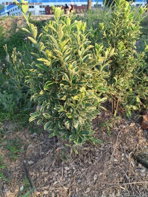 沭陽金邊黃楊價(jià)格 沭陽金邊黃楊價(jià)格