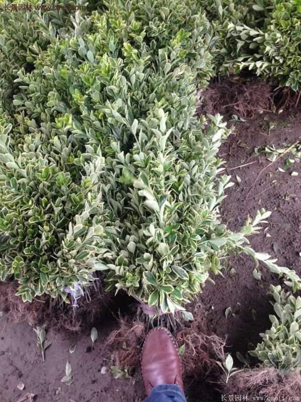 沭陽金邊黃楊價(jià)格 沭陽金邊黃楊價(jià)格