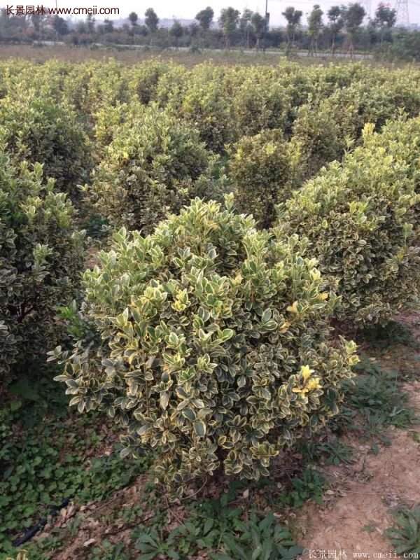 沭陽金邊黃楊價(jià)格 沭陽金邊黃楊價(jià)格