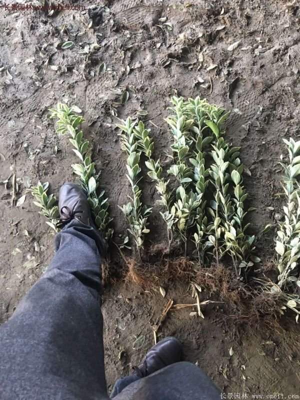 金邊黃楊種植方法 金邊黃楊種植方法