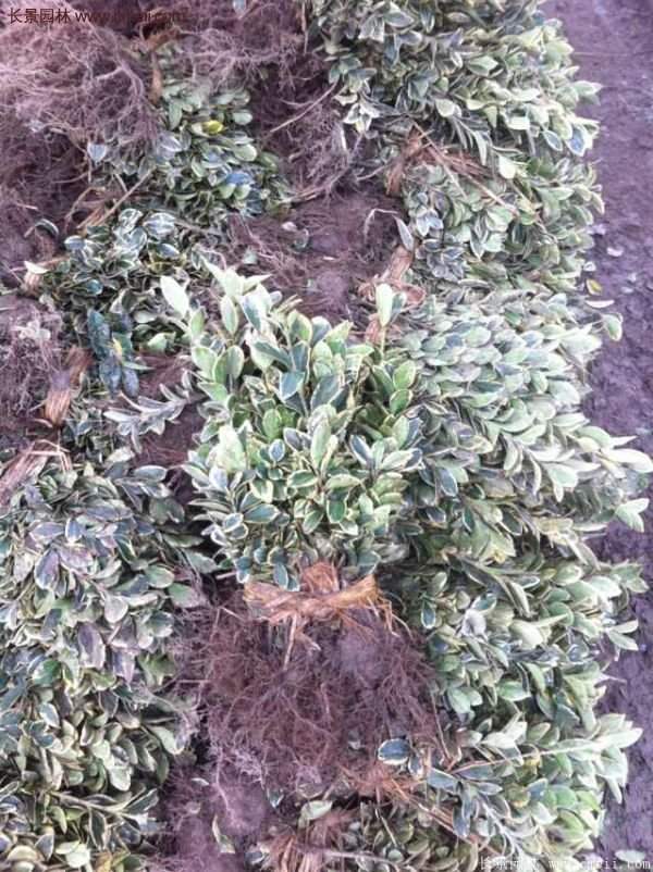 金邊黃楊種植方法 金邊黃楊種植方法