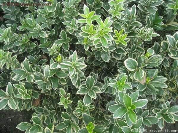 沭陽金邊黃楊 沭陽金邊黃楊