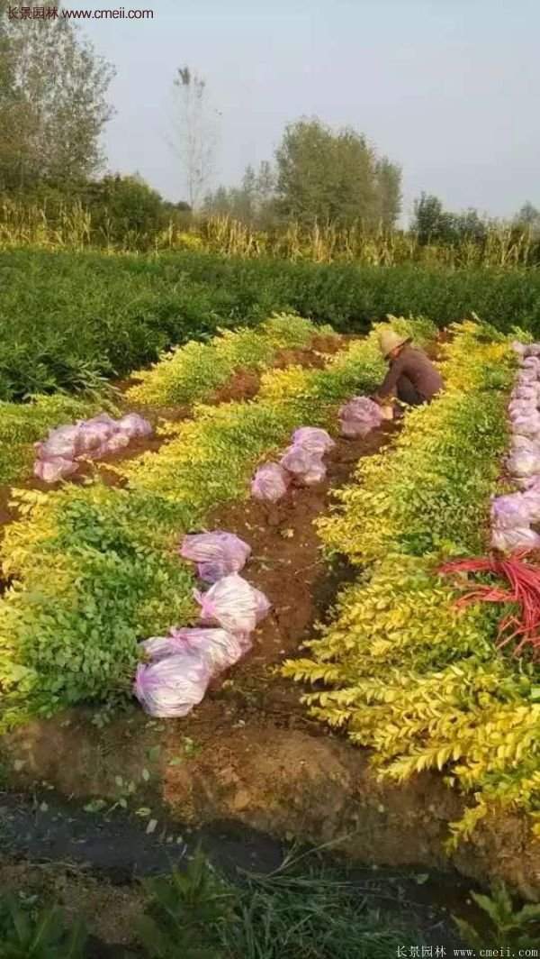 沭陽金葉女貞基地 沭陽金葉女貞基地